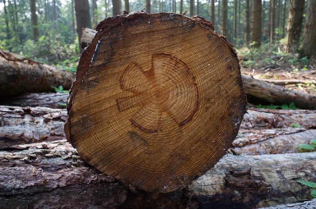 Imported pine logs and hardwood timber supply in India
