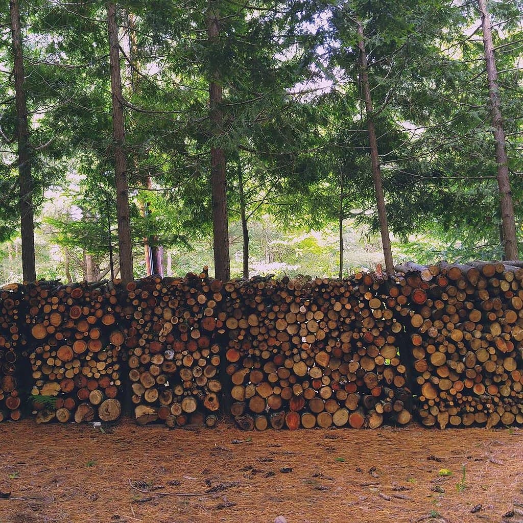 Wholesale pine and hardwood round logs imported and supplied in India - RPSS Timbers